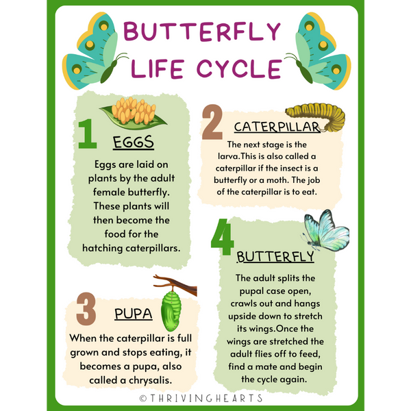 Butterfly Life Cycle and Names of Allaah Worksheet